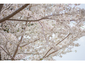 桜_20210410_2